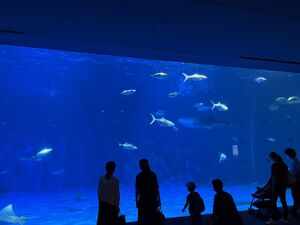 2022.07.11-かごしまま水族館 黒潮大水槽