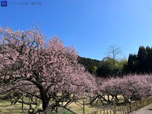 2023.03.02-藤川天神 th IMG 6295