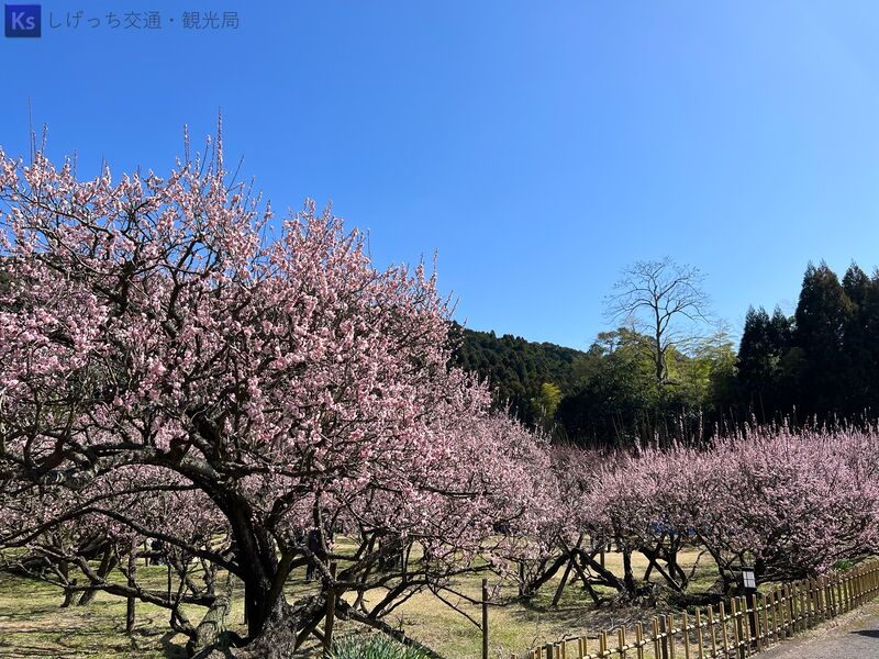 ファイル:2023.03.02-藤川天神 th IMG 6295.jpg