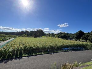 2022.08.02-都市農業センター四季の花園（ヒマワリ）