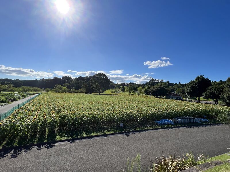 ファイル:2022.08.02-都市農業センター四季の花園(ヒマワリ).jpg